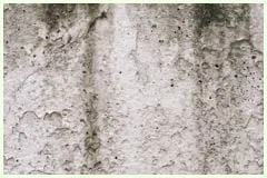 Hialeah Restoration Expert Hialeah, FL 786-377-6270 - mold-sidebar